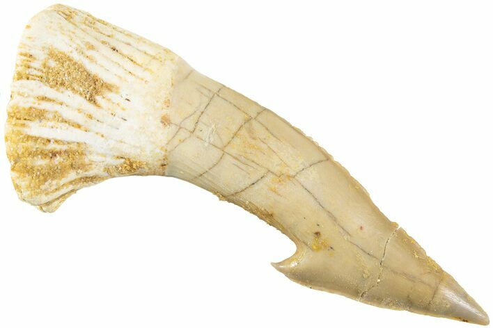 Fossil Sawfish (Onchopristis) Rostral Barb - Morocco #236109